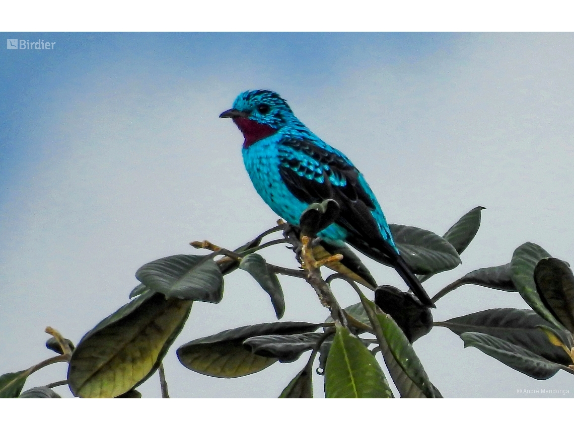 Cotinga cayana