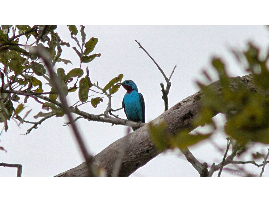 Cotinga cayana