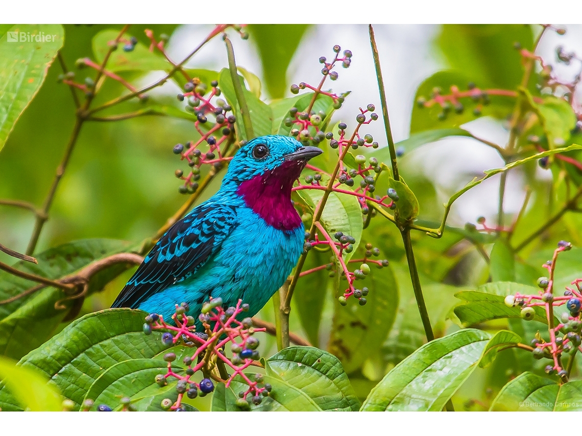 Cotinga cayana