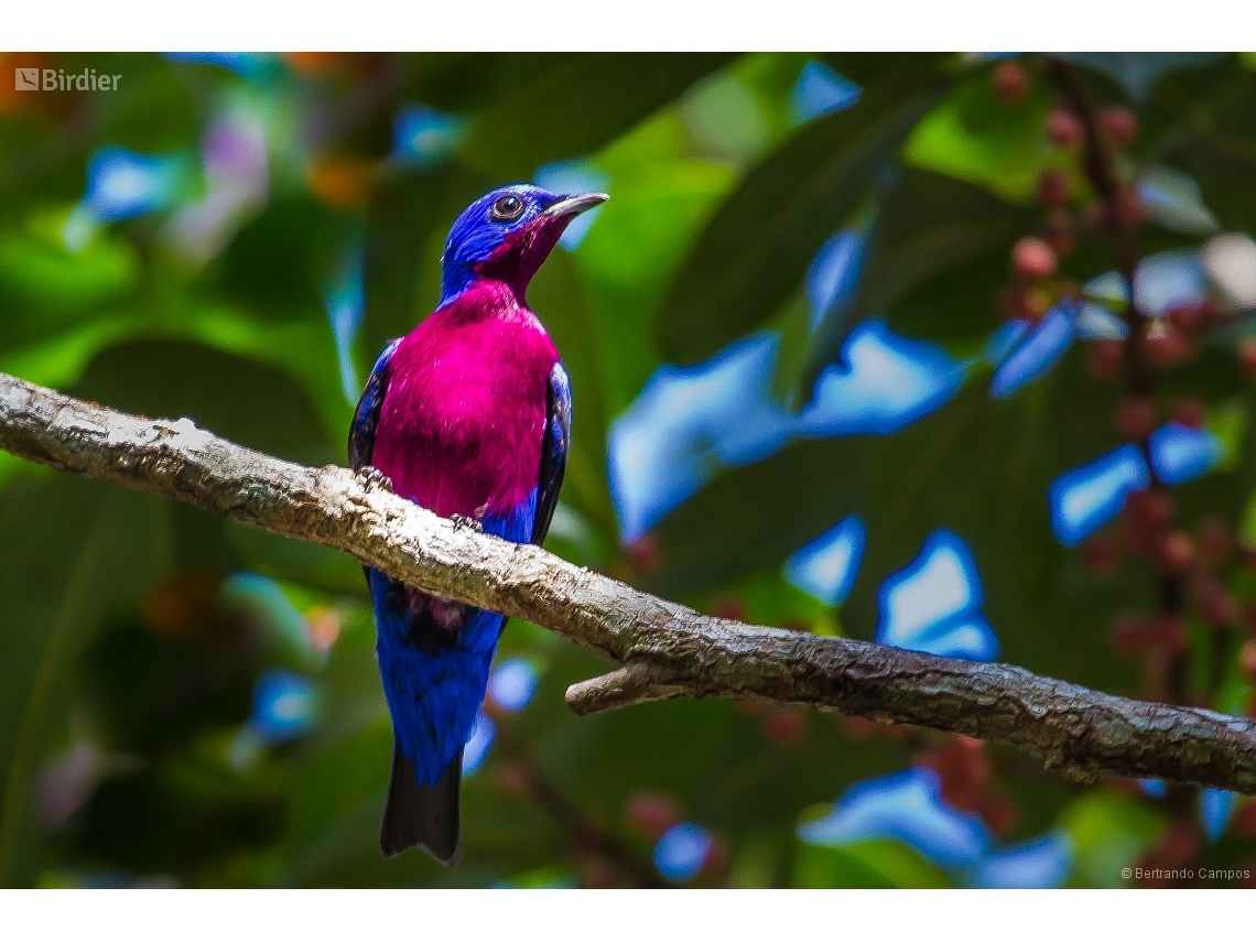 Cotinga cotinga