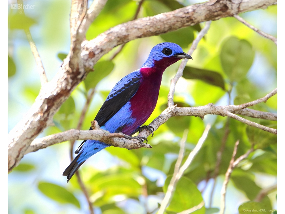 Cotinga cotinga