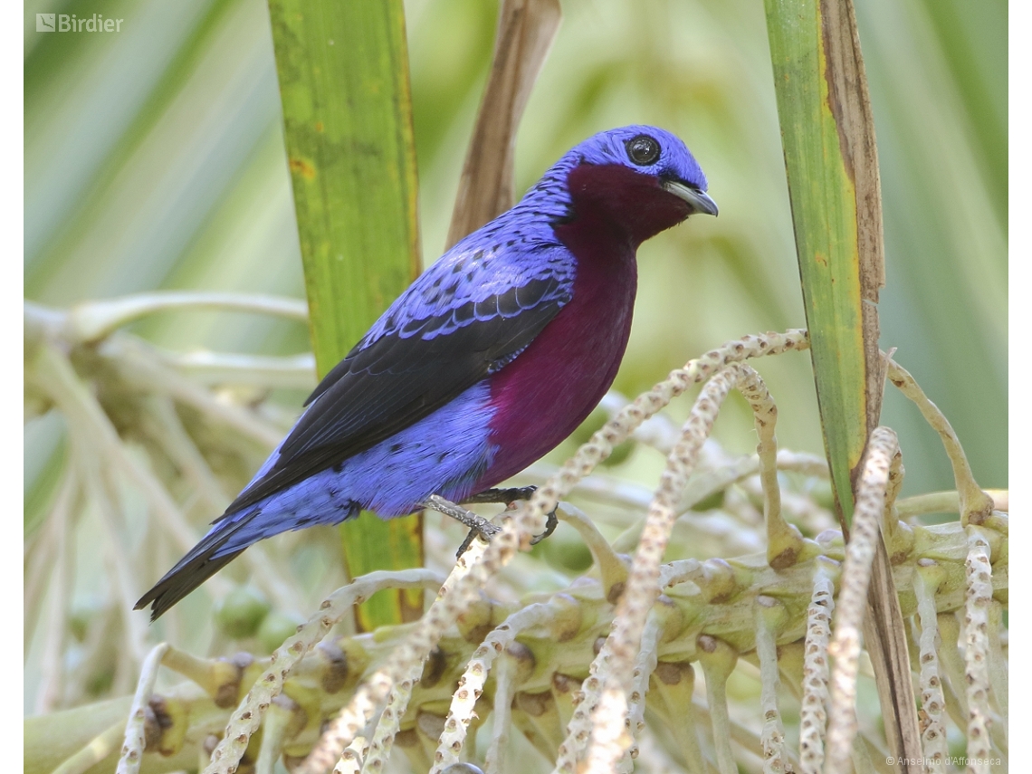 Cotinga cotinga