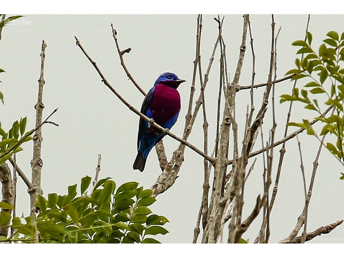 Cotinga cotinga