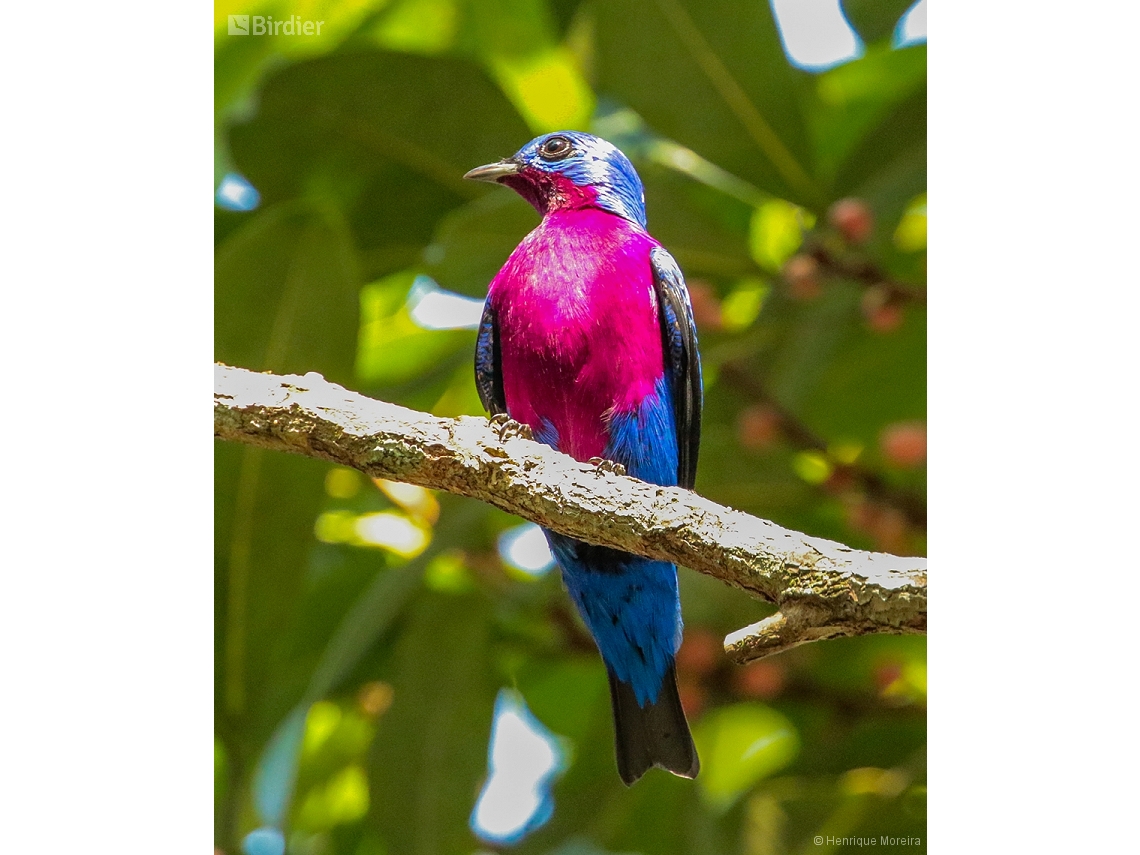 Cotinga cotinga