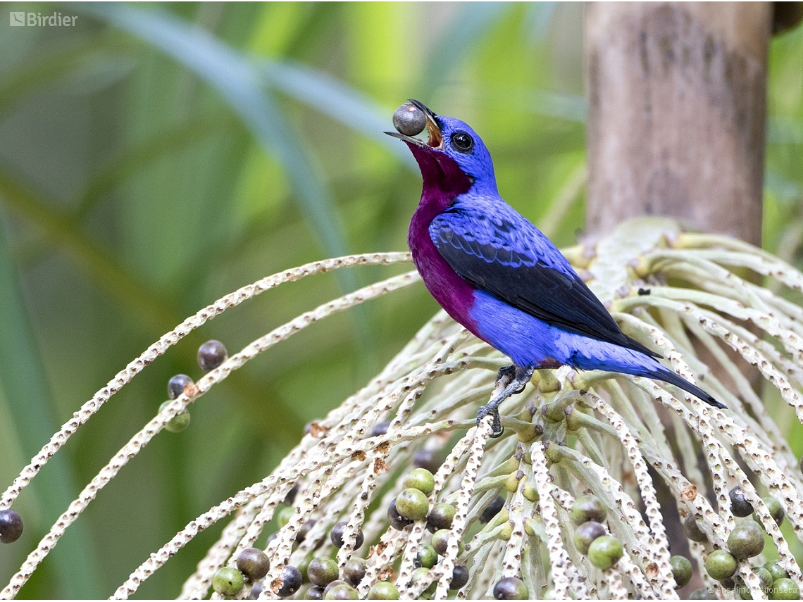 Cotinga cotinga