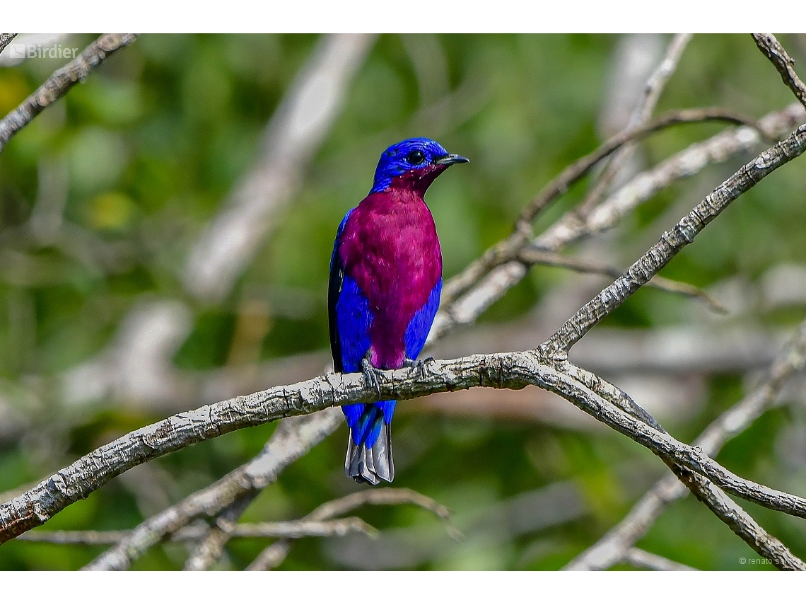 Cotinga cotinga