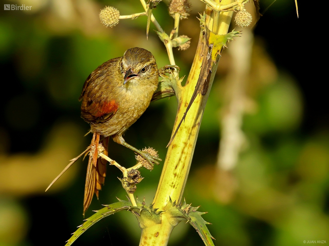 Cranioleuca obsoleta