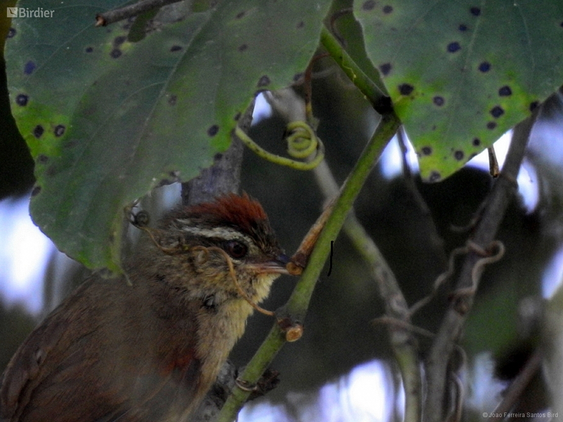 Cranioleuca pallida