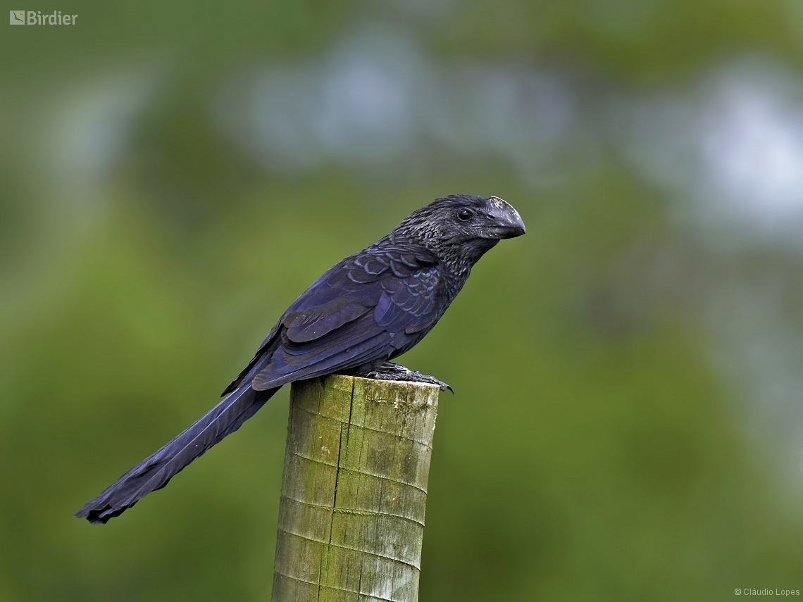 Crotophaga ani