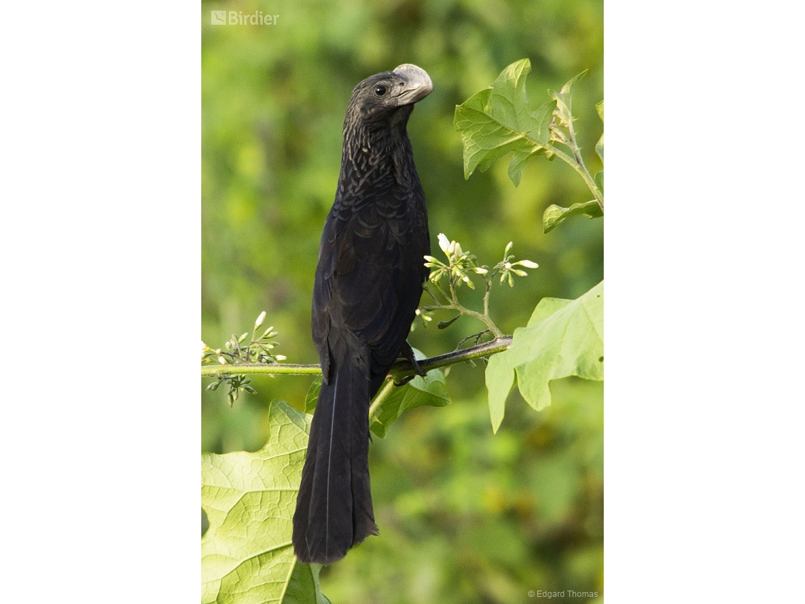 Crotophaga ani