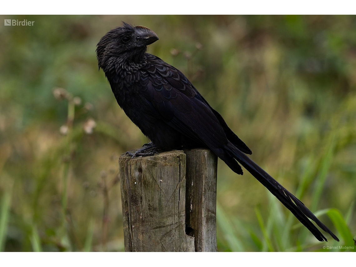 Crotophaga ani