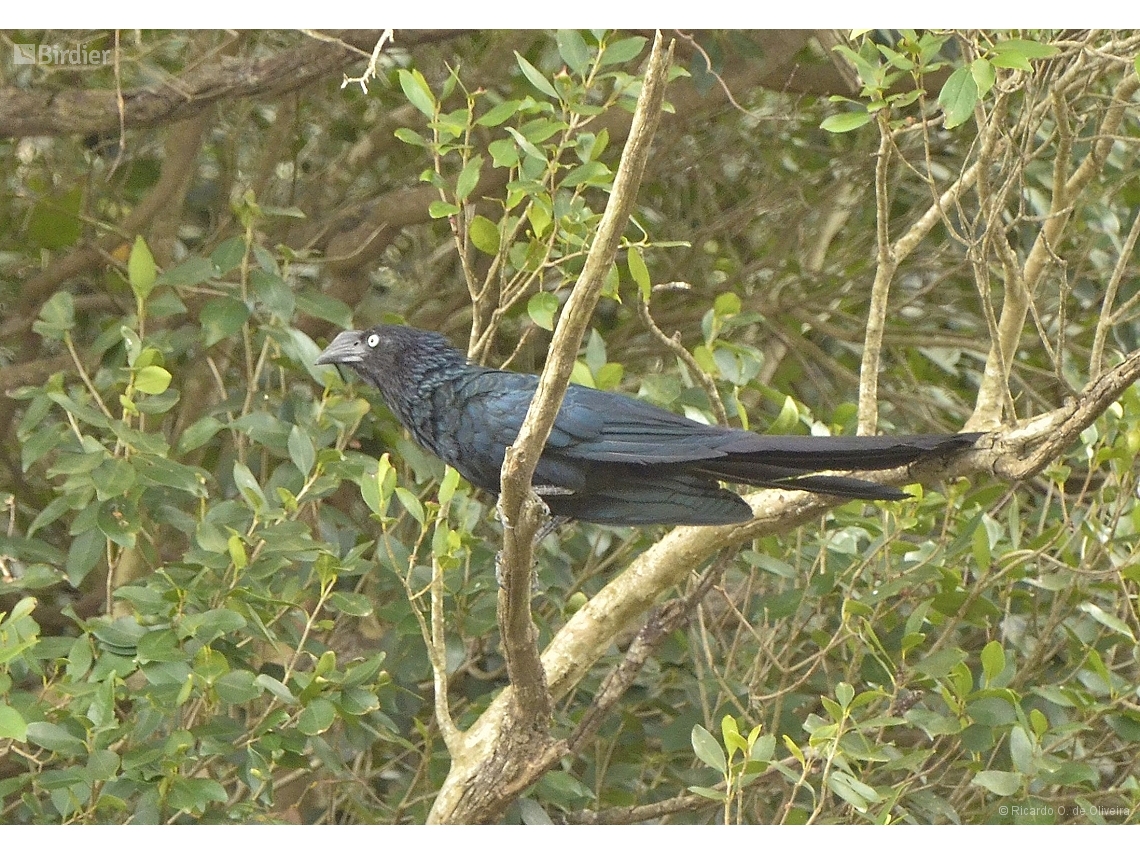 Crotophaga major