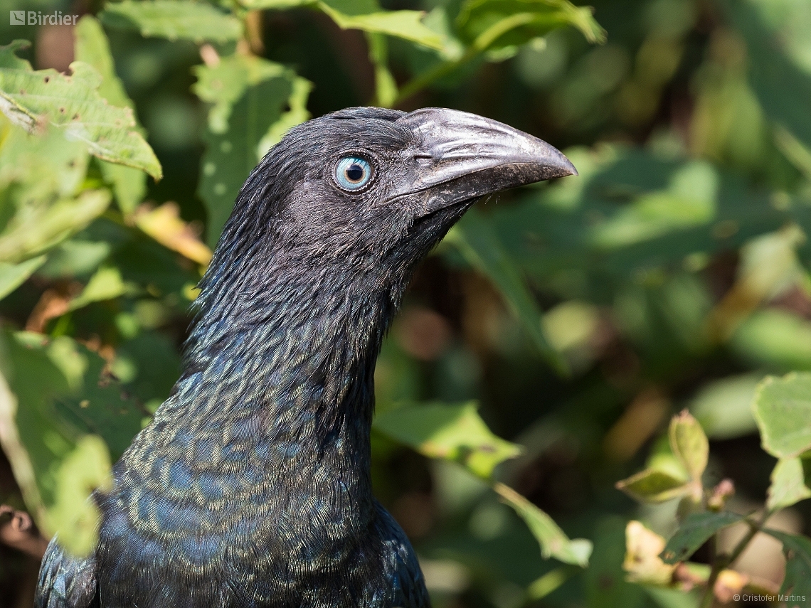 Crotophaga major