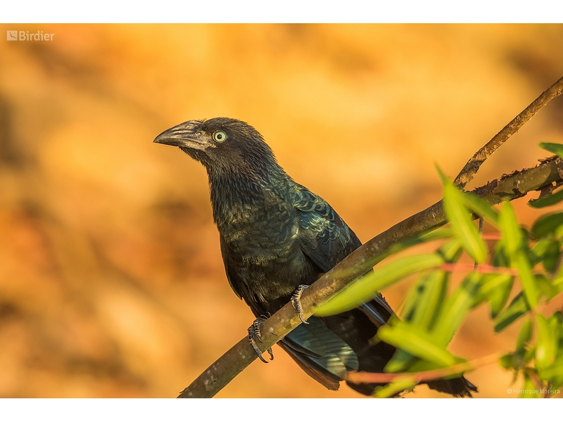 Crotophaga major