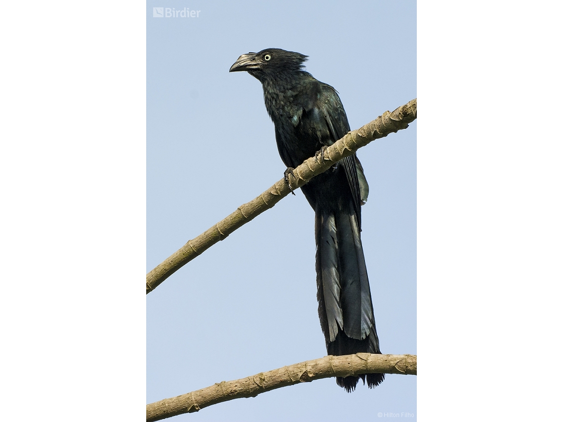 Crotophaga major