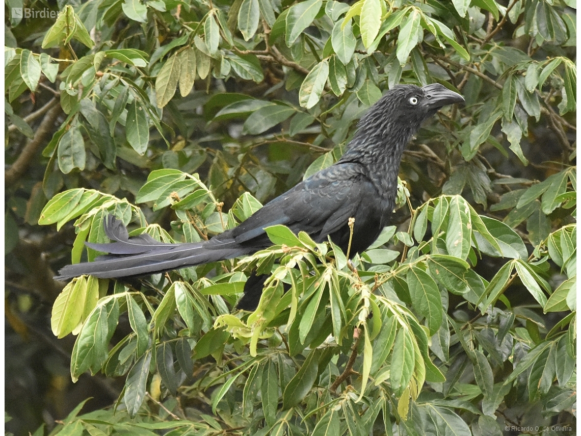 Crotophaga major