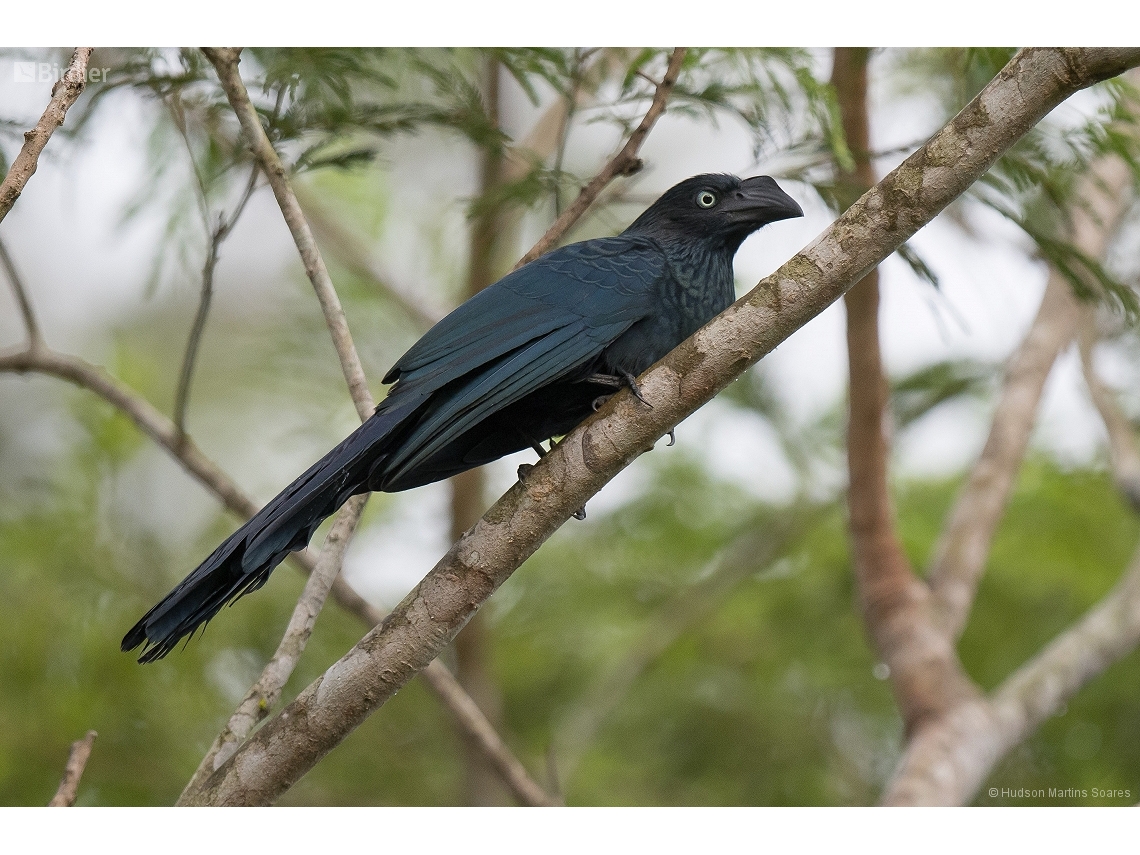 Crotophaga major