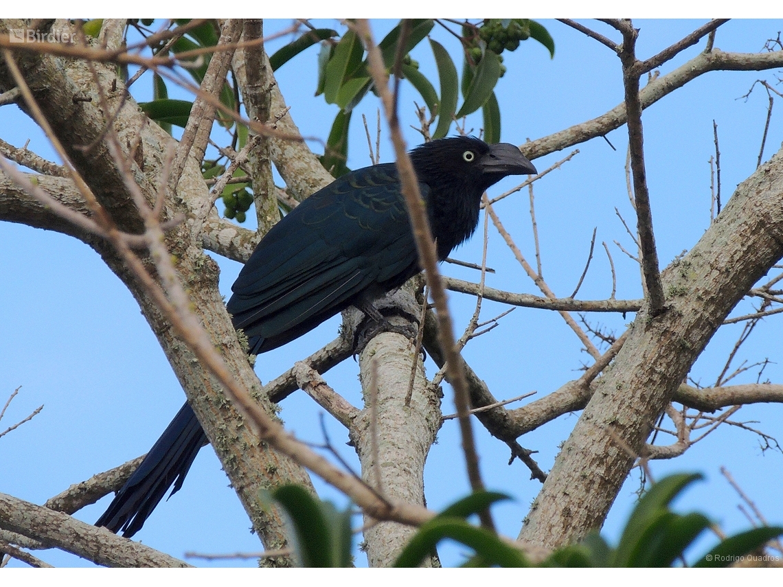 Crotophaga major