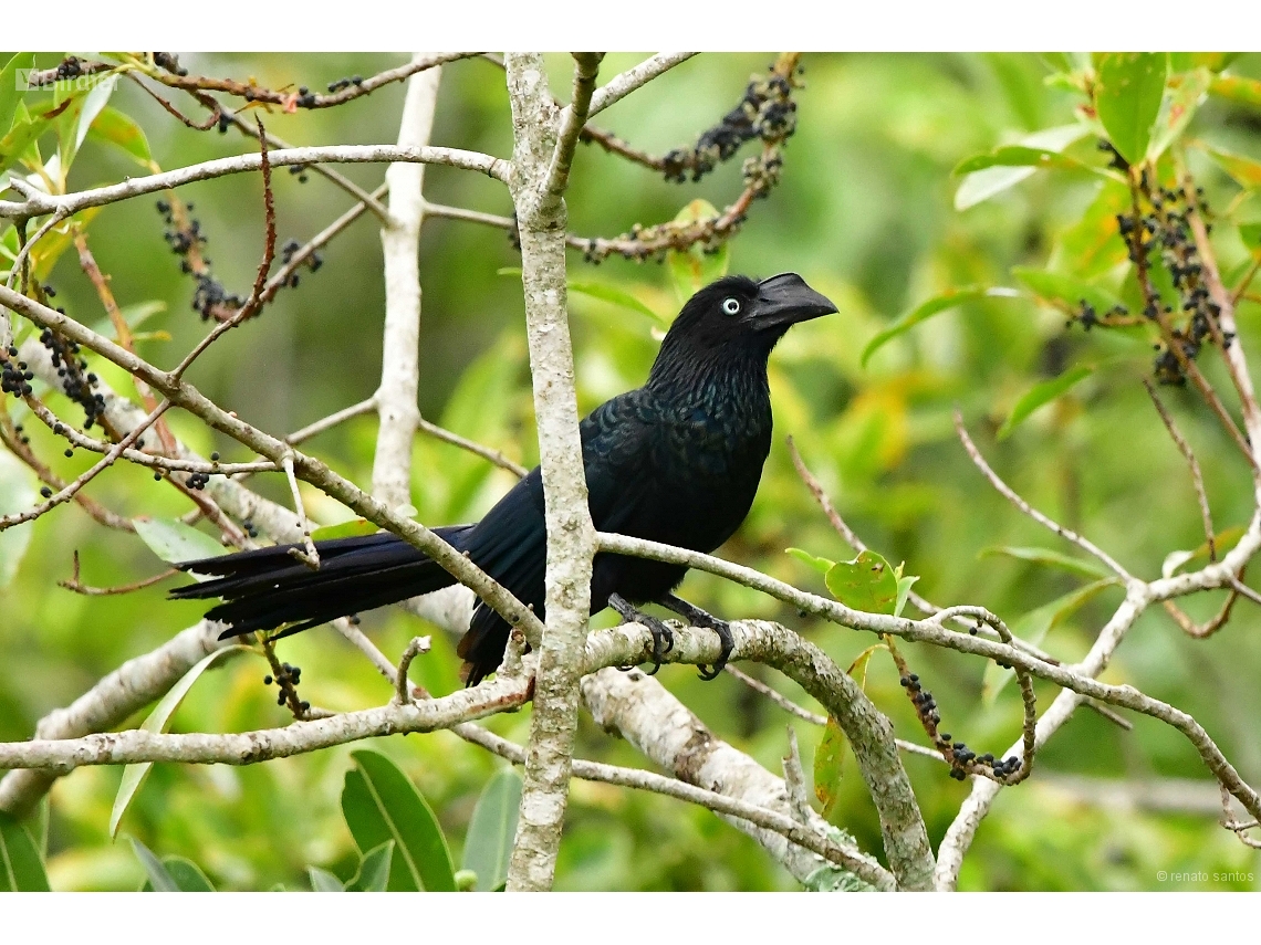 Crotophaga major