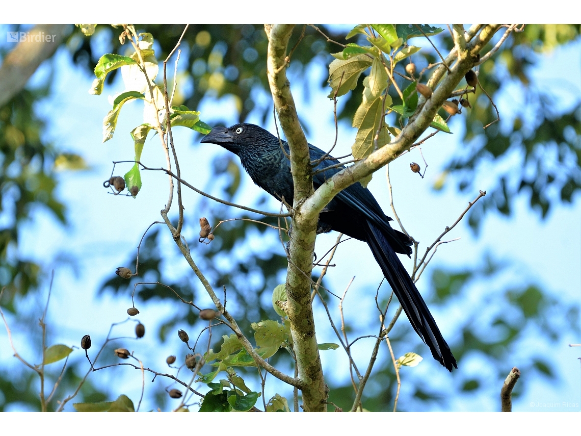 Crotophaga major