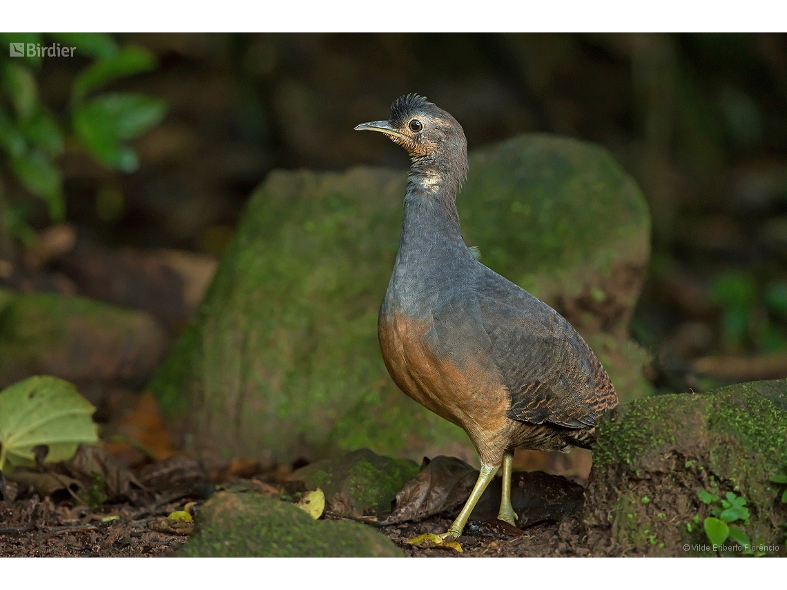 Crypturellus noctivagus