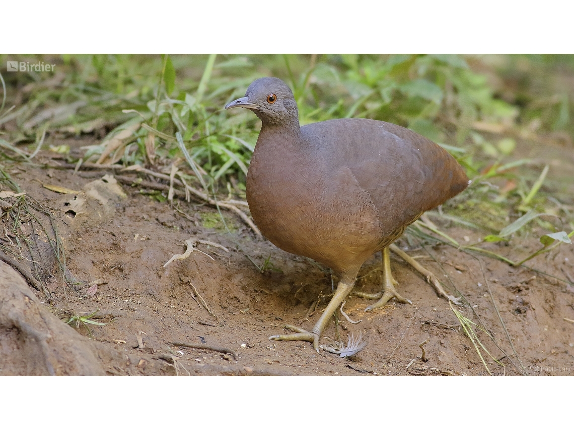 Crypturellus obsoletus