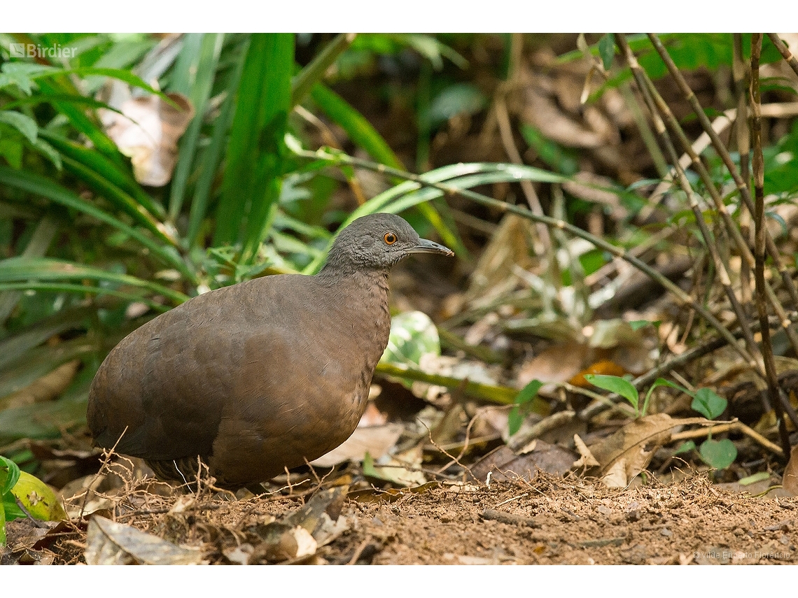 Crypturellus obsoletus