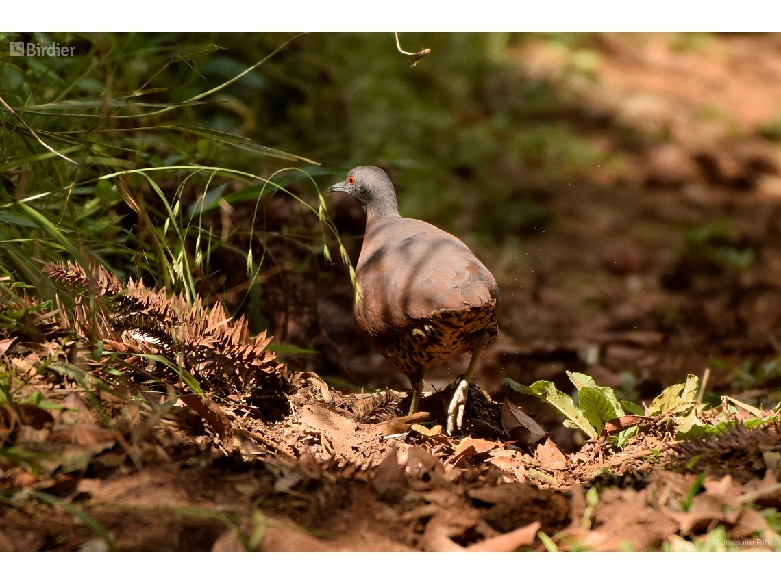 Crypturellus obsoletus