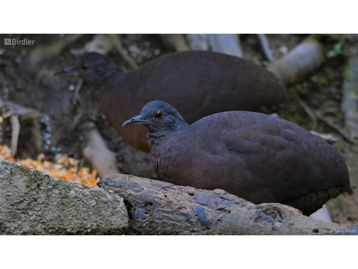 Crypturellus obsoletus