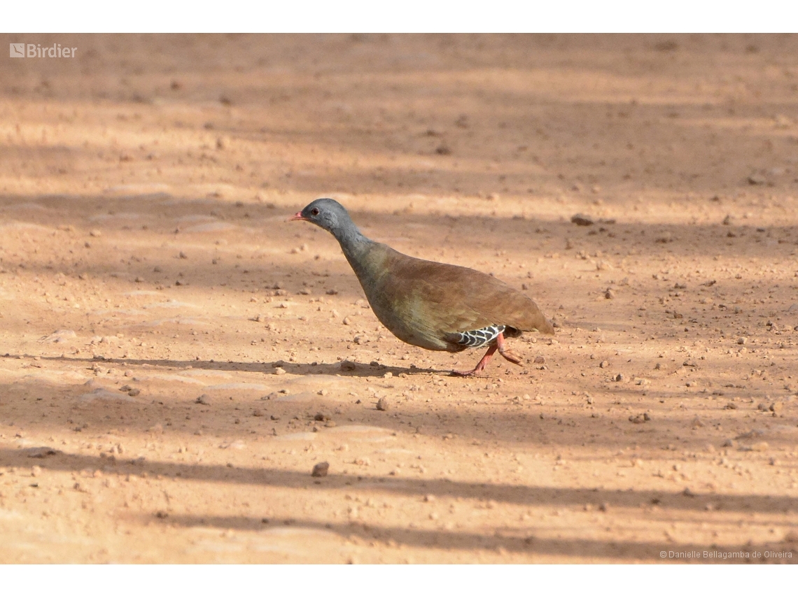Crypturellus parvirostris