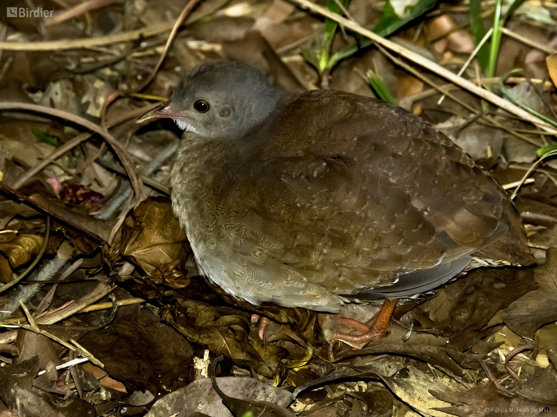 Crypturellus parvirostris