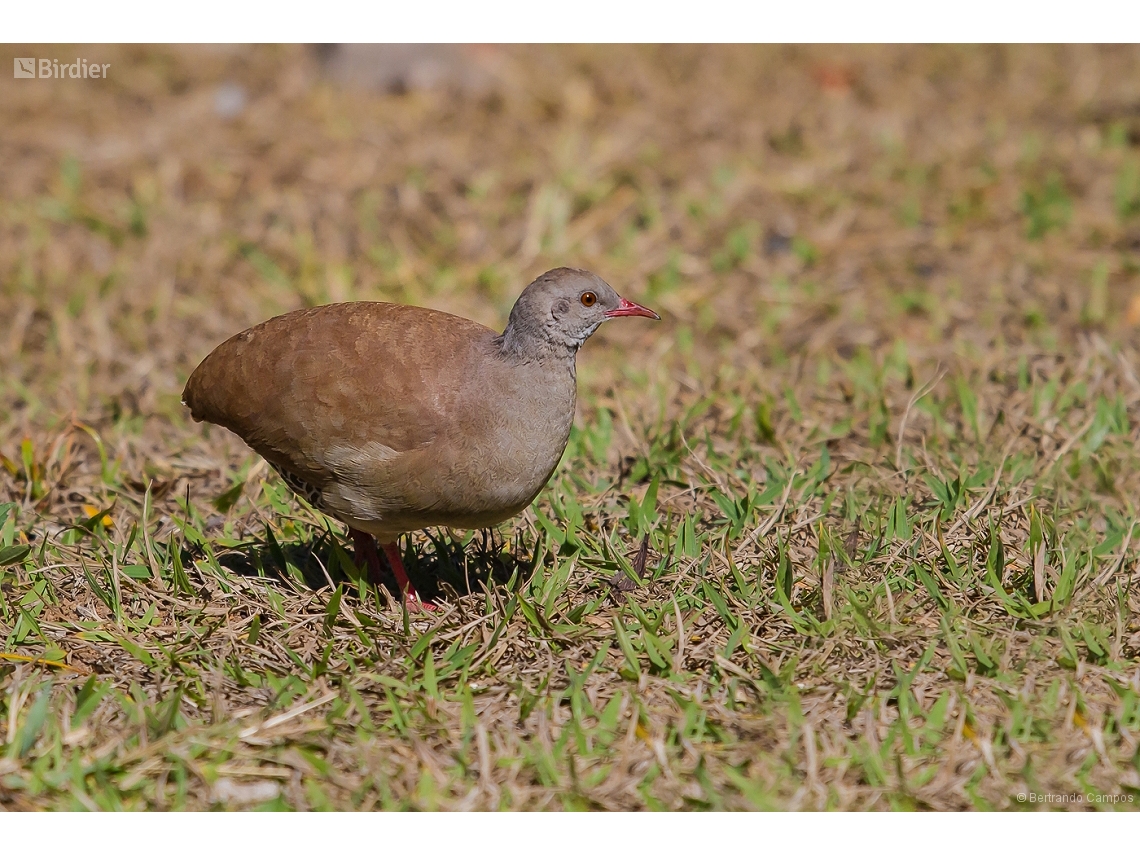 Crypturellus parvirostris