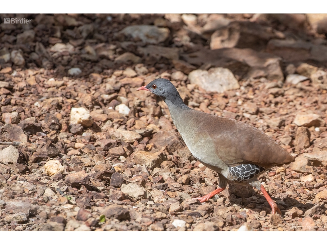 Crypturellus parvirostris