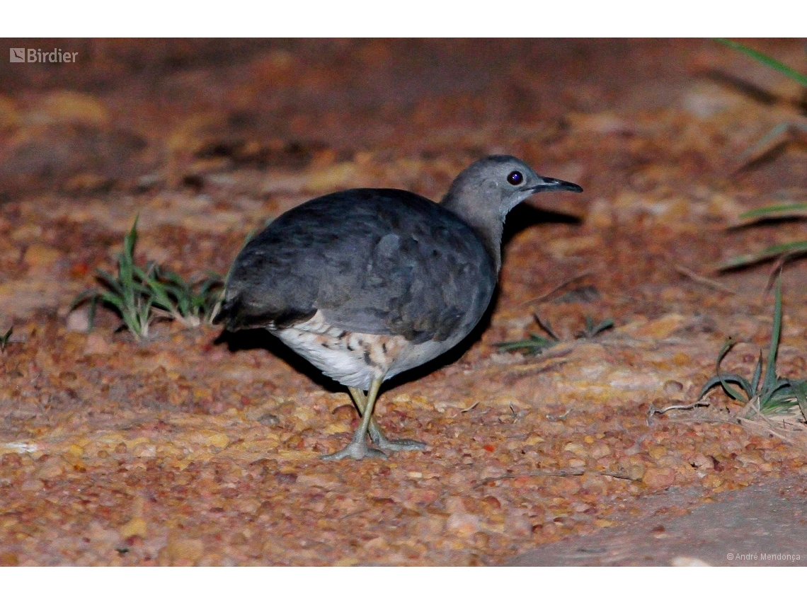Crypturellus undulatus