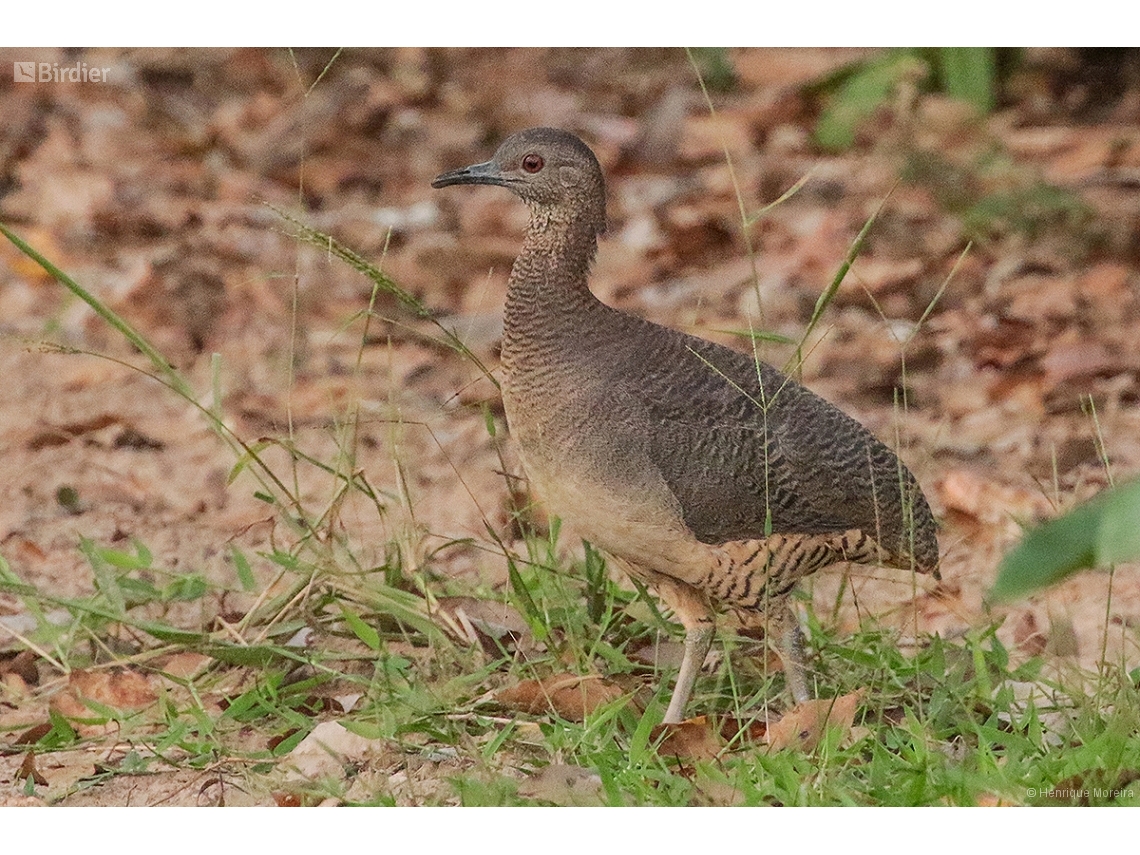 Crypturellus undulatus