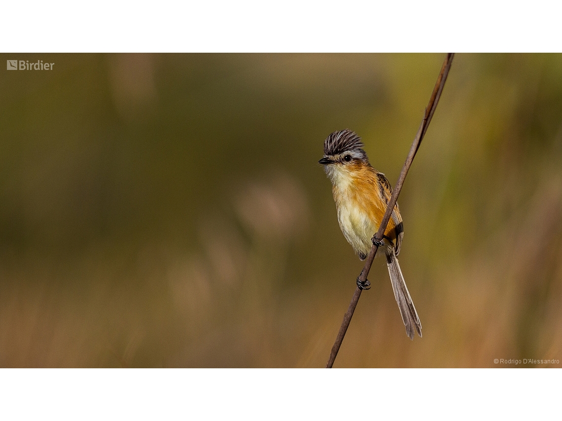 Culicivora caudacuta