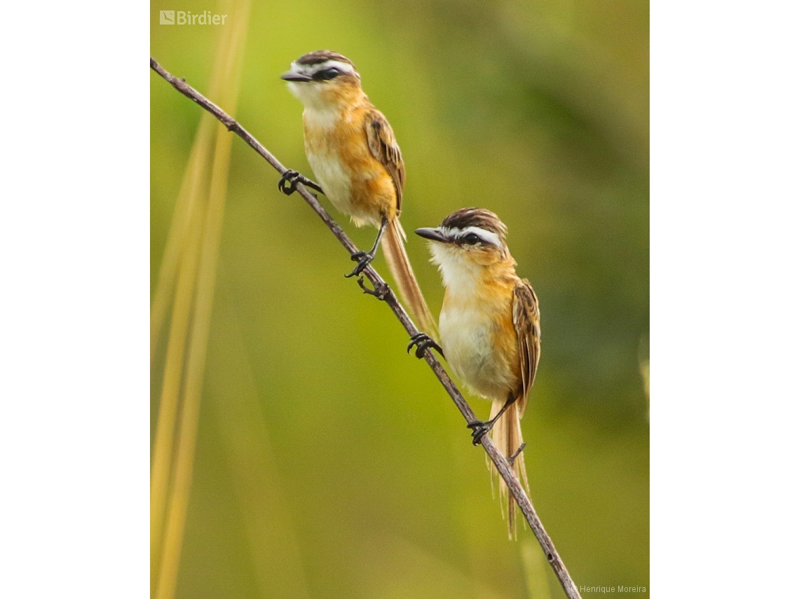 Culicivora caudacuta