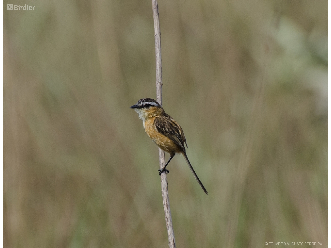 Culicivora caudacuta