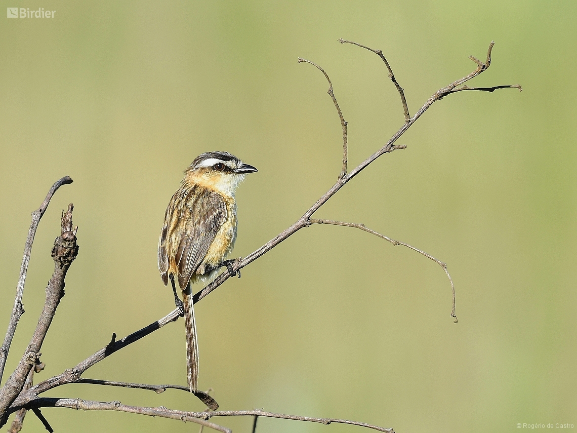 Culicivora caudacuta