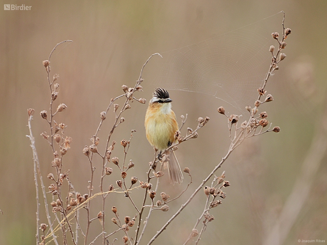Culicivora caudacuta