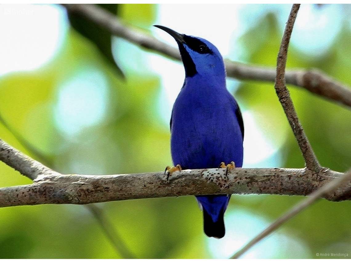 Cyanerpes caeruleus