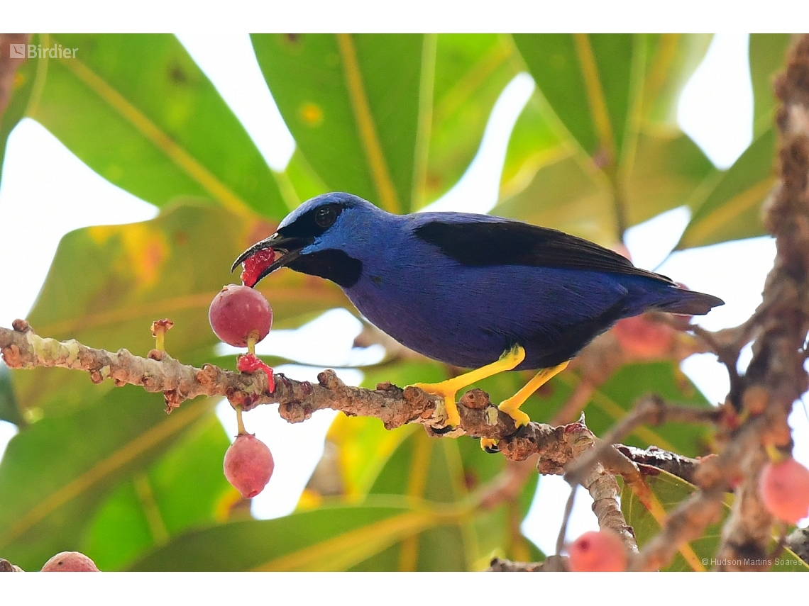 Cyanerpes caeruleus