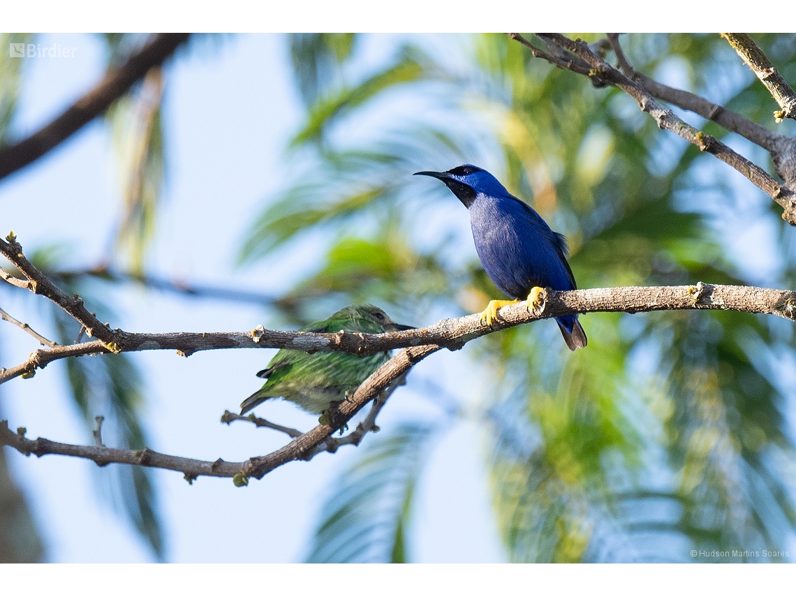 Cyanerpes caeruleus