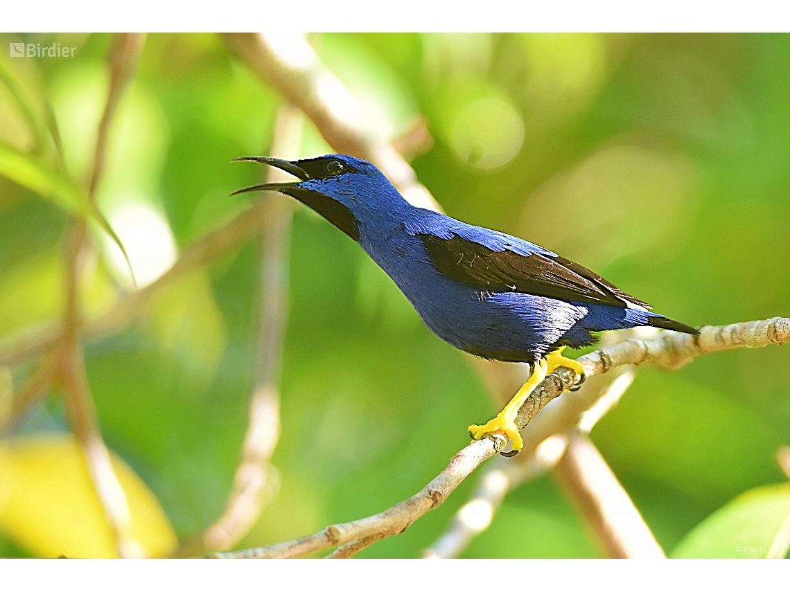 Cyanerpes caeruleus