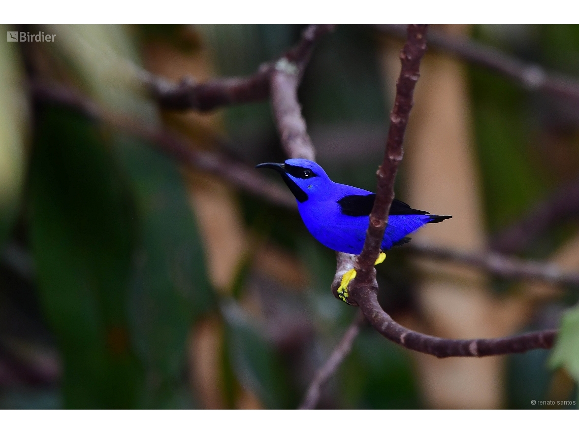 Cyanerpes caeruleus