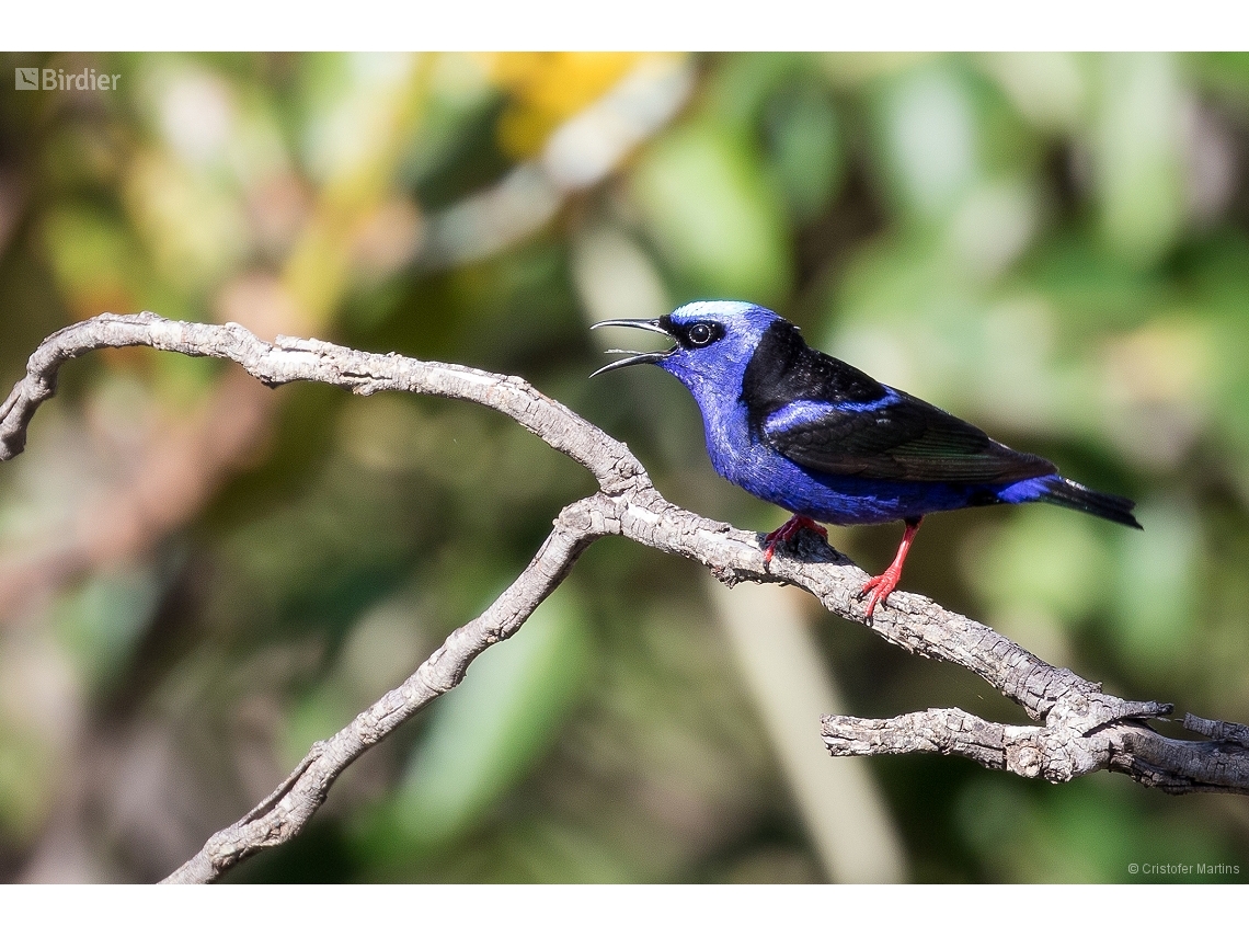 Cyanerpes cyaneus