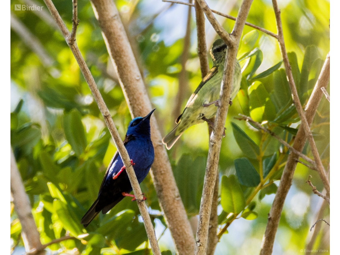 Cyanerpes cyaneus