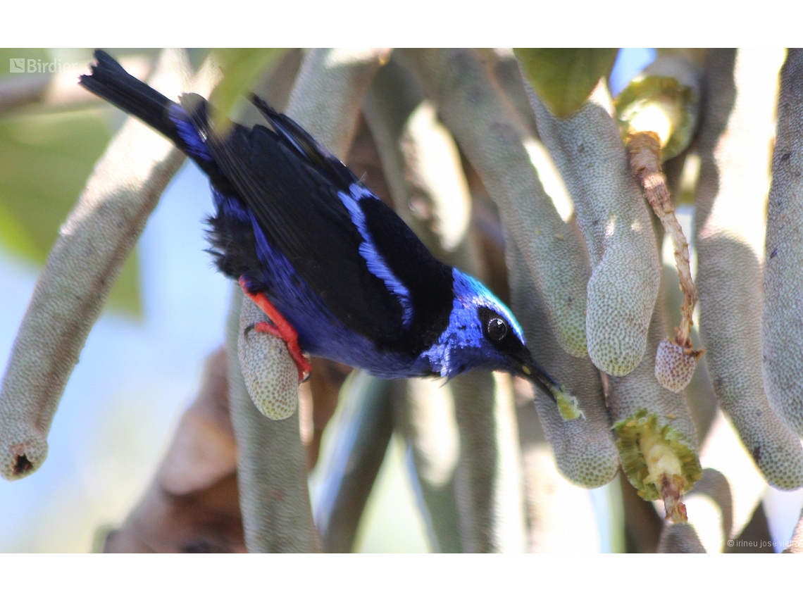 Cyanerpes cyaneus