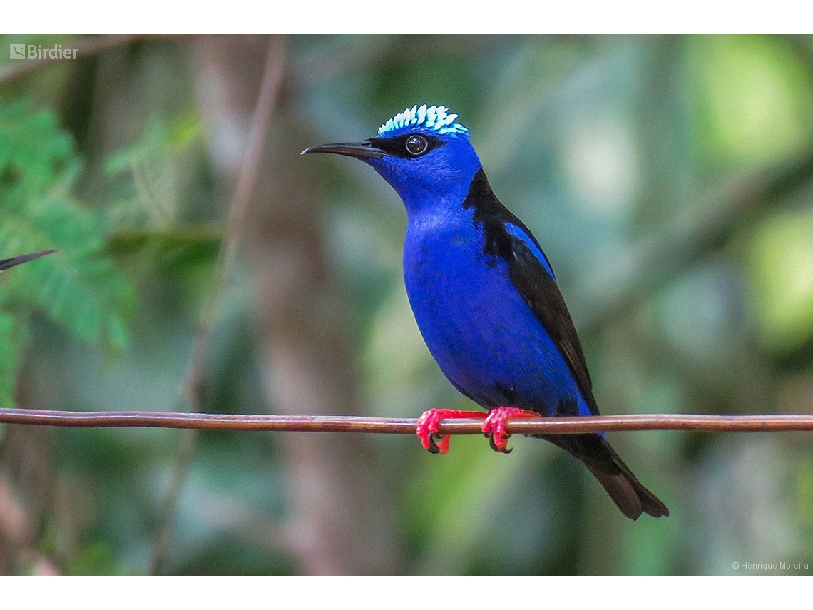 Cyanerpes cyaneus