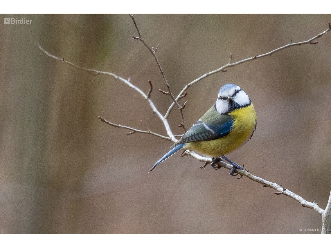 Cyanistes caeruleus